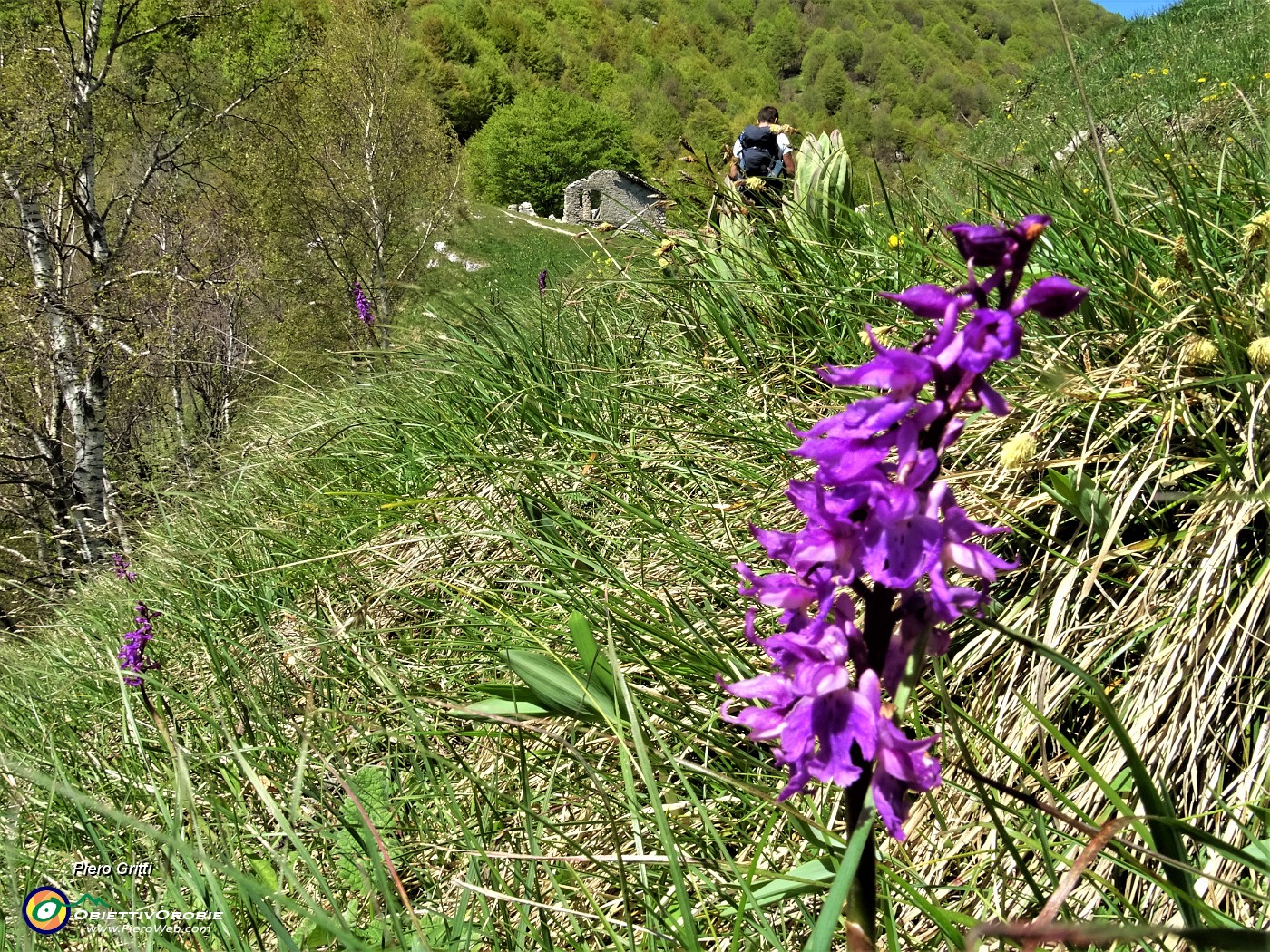 45 Bella orchidea (Orchis mascula).JPG